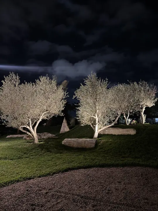 Oliveiras adultas e rochas iluminadas à noite no showroom da Havilah
